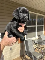 Green collar, a male Labrador Retriever for sale in Galena, MO – Photo 3 of 7