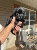 Green collar, a male Labrador Retriever for sale in Galena, MO – Photo 4 of 7
