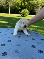 Black collar male, a male Labrador Retriever for sale in Galena, MO – 2 of 8