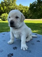 brown collar, a male Labrador Retriever for sale in Galena, MO – 5 of 9