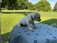 Black collar male, a male Labrador Retriever for sale in Galena, MO – 5 of 10