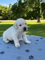 Grey collar male, a male Labrador Retriever for sale in Galena, MO – 2 of 8