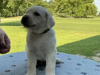 Dark green collar, a male Labrador Retriever for sale in Galena, MO – 3 of 10