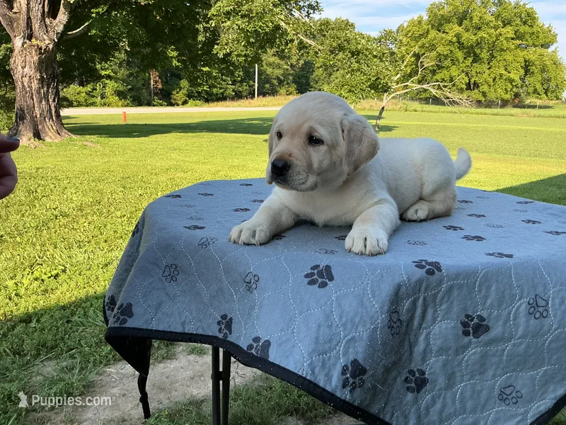 Black collar male – Labrador Retriever puppy for sale in Galena, MO