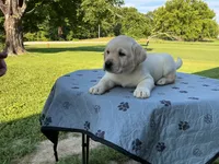 Black collar male, a male Labrador Retriever for sale in Galena, MO – 1 of 10