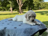 Dark green collar, a male Labrador Retriever for sale in Galena, MO – 4 of 10