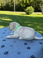 Light green collar, a male Labrador Retriever for sale in Galena, MO – 5 of 8