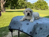 Black collar male, a male Labrador Retriever for sale in Galena, MO – 6 of 10