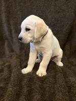 Maroon female, a female Labrador Retriever for sale in Galena, MO – Photo 6 of 7