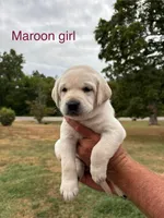 Maroon female, a female Labrador Retriever for sale in Galena, MO – Photo 1 of 7