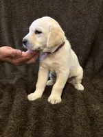 Maroon female, a female Labrador Retriever for sale in Galena, MO – Photo 5 of 7