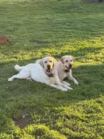 Maroon female, a female Labrador Retriever for sale in Galena, MO – Photo 7 of 7