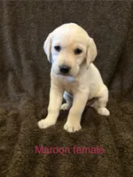 Maroon female, a female Labrador Retriever for sale in Galena, MO – Photo 2 of 7