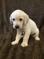 Maroon female, a female Labrador Retriever for sale in Galena, MO – Photo 3 of 7