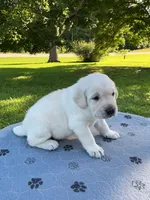 Grey collar male, a male Labrador Retriever for sale in Galena, MO – 4 of 8