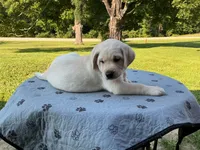 Dark green collar, a male Labrador Retriever for sale in Galena, MO – 5 of 10