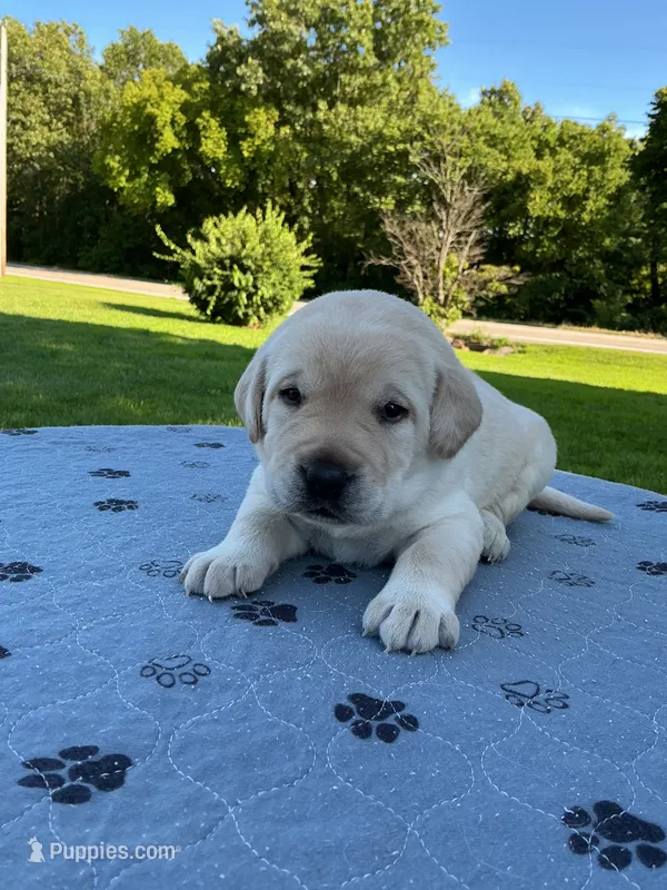 Light green collar – Labrador Retriever puppy for sale in Galena, MO
