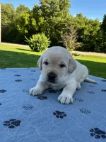Light green collar, a male Labrador Retriever for sale in Galena, MO – 1 of 8