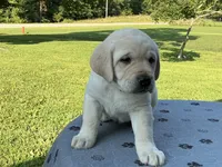 Black collar male, a male Labrador Retriever for sale in Galena, MO – 2 of 10