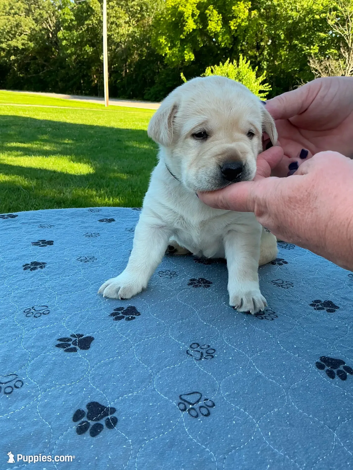Black collar male, a male Labrador Retriever for sale in Galena, MO – 7 of 10