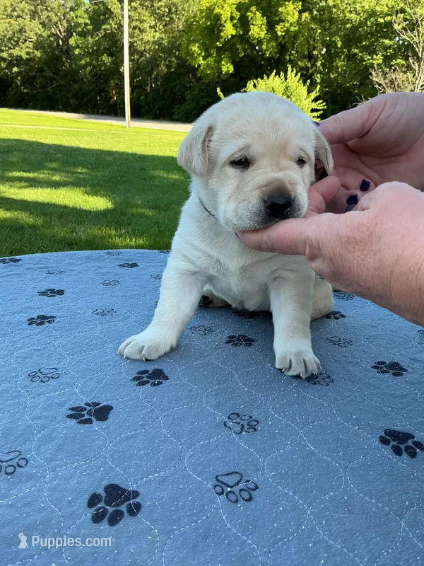 Black collar male – Labrador Retriever puppy for sale in Galena, MO