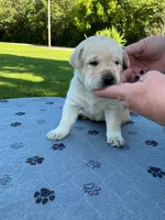 Black collar male, a male Labrador Retriever for sale in Galena, MO – 1 of 8
