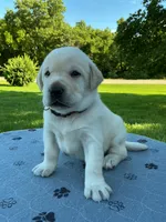 brown collar, a male Labrador Retriever for sale in Galena, MO – 2 of 9