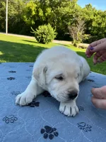 Dark green collar, a male Labrador Retriever for sale in Galena, MO – 2 of 7