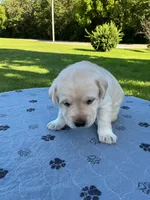 Black collar male, a male Labrador Retriever for sale in Galena, MO – 5 of 8