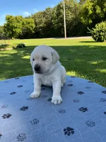 Grey collar male, a male Labrador Retriever for sale in Galena, MO – 5 of 8