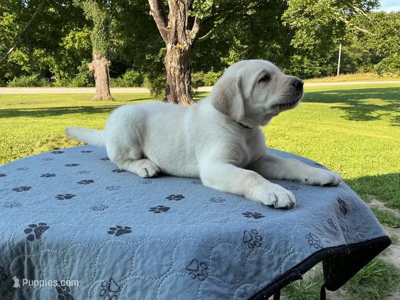 Dark green collar – Labrador Retriever puppy for sale in Galena, MO