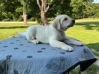 Dark green collar, a male Labrador Retriever for sale in Galena, MO – 1 of 10