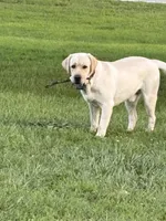 Light green collar, a male Labrador Retriever for sale in Galena, MO – 7 of 8