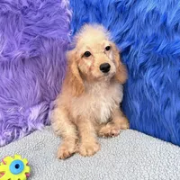 Thor  - 7 day return policy, a male Cockapoo for sale in Donna, TX – 5 of 10