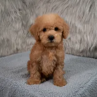 Hank Micro Mini, a male Miniature Goldendoodle for sale in Donna, TX – 6 of 6