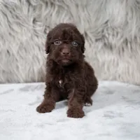 Vilma , a female Poodle - Miniature  for sale in Donna, TX – 5 of 7
