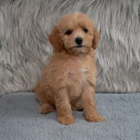 Ivy  Micro-Mini, a female Miniature Goldendoodle for sale in Donna, TX – 5 of 7