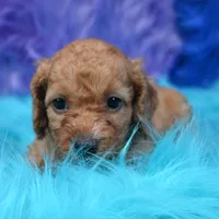 Minnie , a female Cockapoo for sale in Donna, TX – 1 of 8