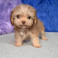 Baxter , a male Shihpoo for sale in Donna, TX – 9 of 10