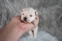 Mike , a male Maltipoo for sale in Donna, TX – 7 of 10