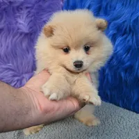 Remy, a male Pomeranian for sale in Donna, TX – 8 of 10