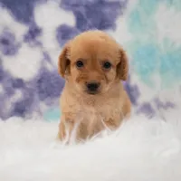 Layla , a female Maltipoo for sale in Donna, TX – 3 of 5