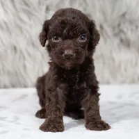 Oscar , a male Poodle - Miniature  for sale in Donna, TX – 5 of 7