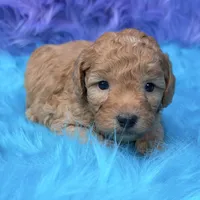 Oliver , a male Poodle - Miniature  for sale in Donna, TX – 2 of 9