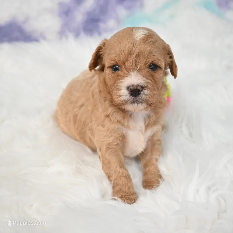 Jack – Cavapoo puppy for sale in Donna, TX
