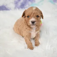 Jack, a male Cavapoo for sale in Donna, TX – 1 of 7