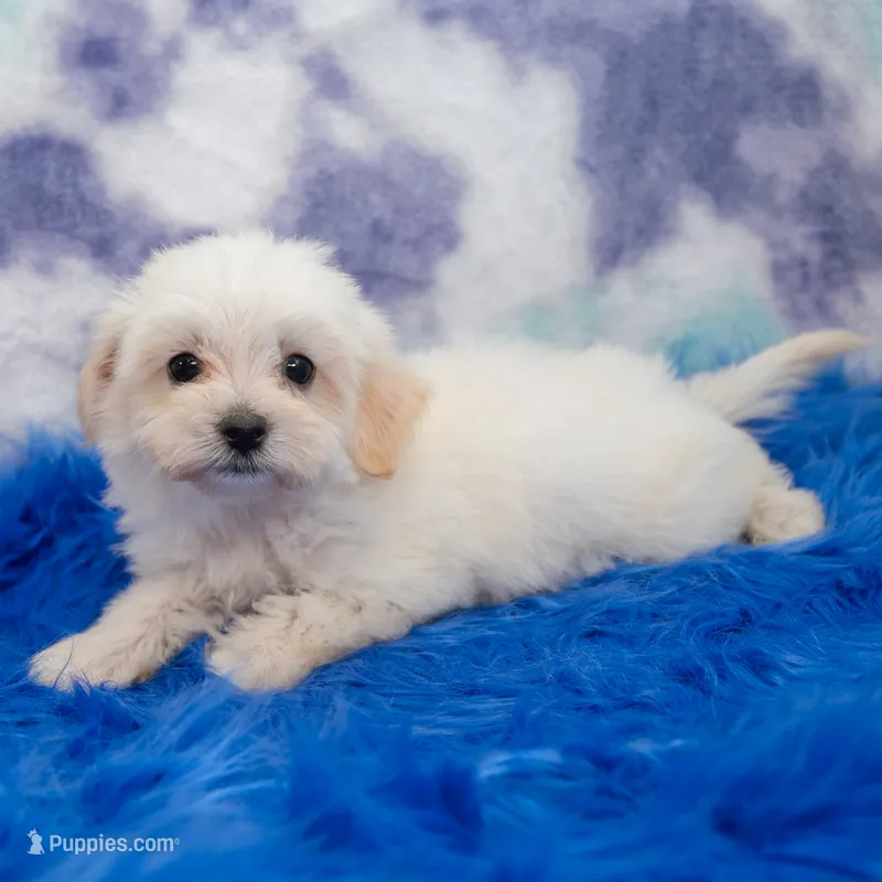 Becky  – Maltipoo puppy for sale in Donna, TX