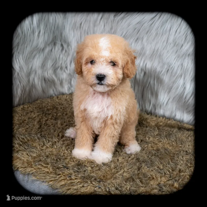 Leo  Micro-Mini – Miniature Goldendoodle puppy for sale in Donna, TX