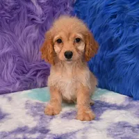 Thor , a male Cockapoo for sale in Donna, TX – 5 of 10