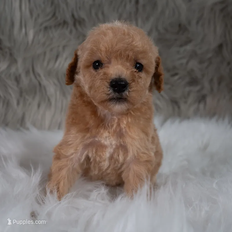Ivy  Micro-Mini – Miniature Goldendoodle puppy for sale in Donna, TX
